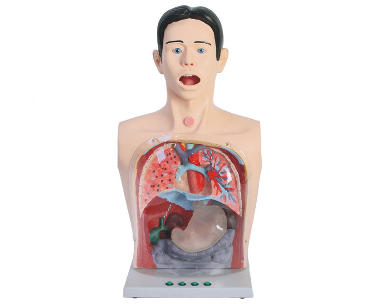 高級透明洗胃、胃腸減壓術(shù)模型