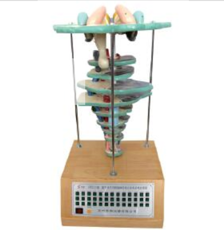 腦、腦干水平切和腦神經(jīng)核立體關(guān)系模型