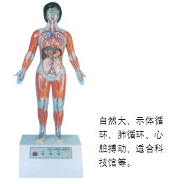 微電腦人體心動周期與大、小循環(huán)演示儀