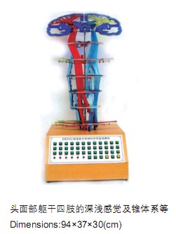 中樞神經(jīng)傳導電動模型