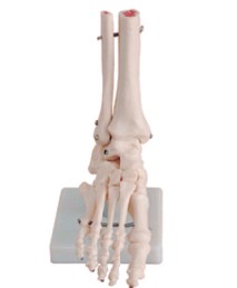 自然大腳關節(jié)模型