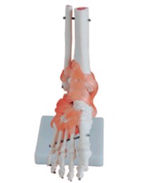 自然大腳關節(jié)模型帶韌帶